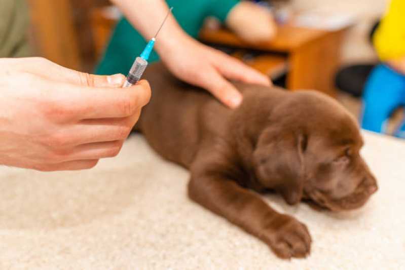 Tratamento com Células Tronco para Doença de Cachorro Assis - Tratamento Veterinário Células Tronco