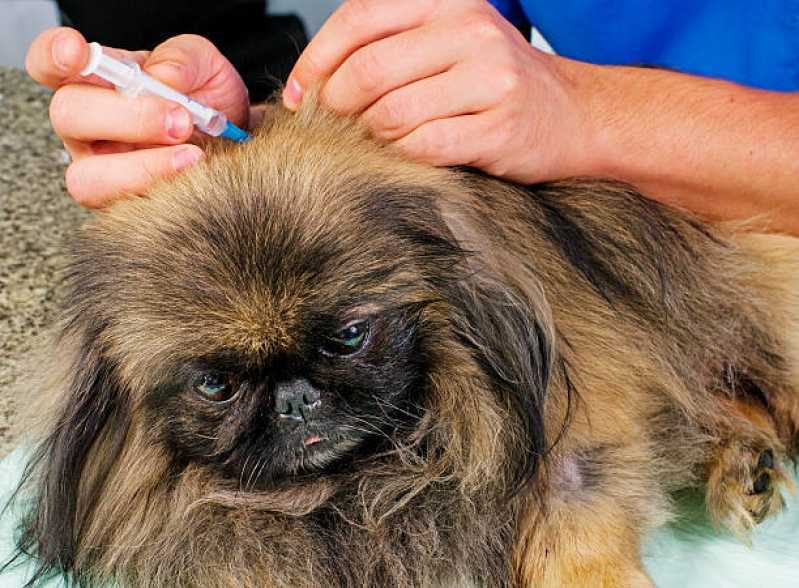 Tratamento de Doenças de Cães com Células Troncos Clínica Maria Luiza - Tratamento Veterinário Células Tronco