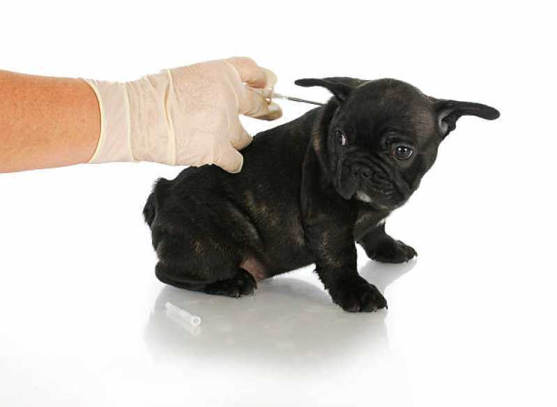 Tratamento de Doenças de Cães com Células Troncos Pacaembu - Tratamento Veterinário de Olho Seco com Células Tronco