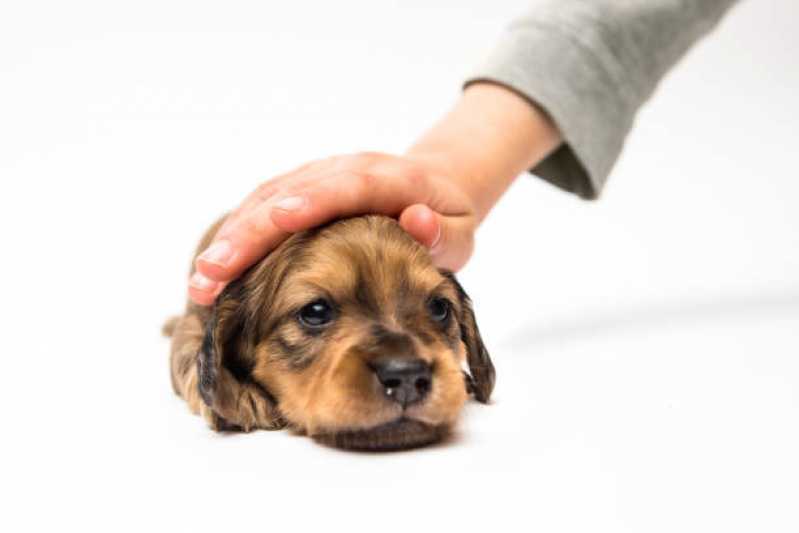 Tratamento de Oncologia Animal Ramilândia - Oncologia para Cachorro Toledo