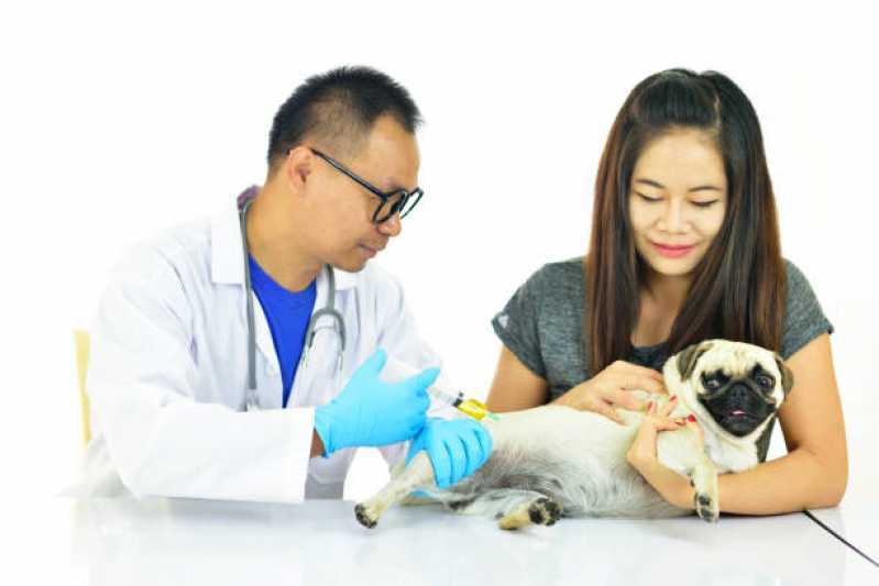 Tratamento Displasia Coxofemoral com Células Tronco Corbélia - Tratamento de Doenças de Cães com Células Troncos