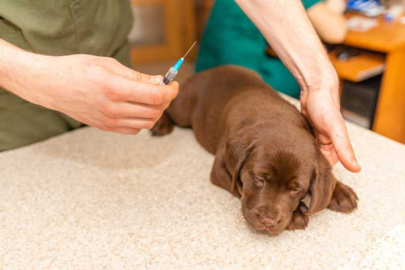 Tratamento Veterinário com Células Tronco para Cachorros Jardim Bressan - Tratamento Veterinário Células Tronco