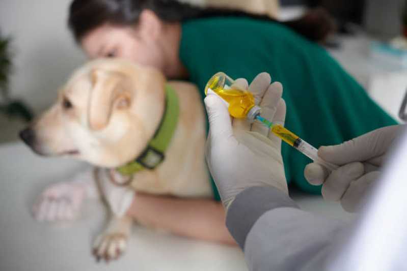 Tratamento Veterinário com Células Tronco para Cães Clínica Santos Dumont - Tratamento Veterinário Células Tronco