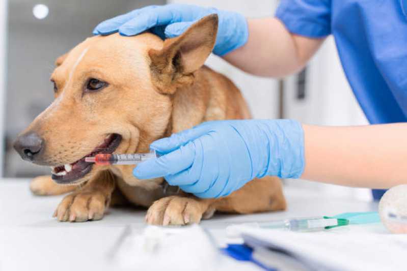 Tratamento Veterinário com Células Tronco para Cães Campo Bonito - Tratamento Veterinário Células Tronco