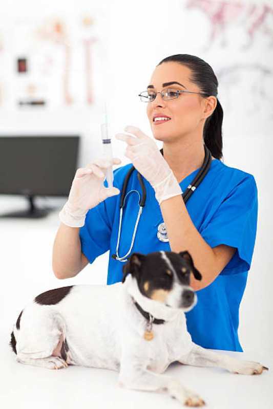 Tratamento Veterinário de Olho Seco com Células Tronco Maria Luiza - Tratamento Veterinário com Células Tronco para Cães