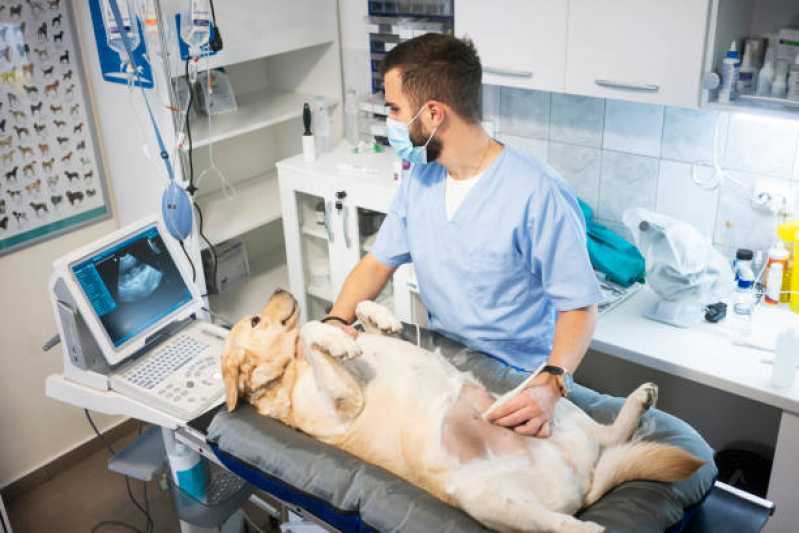 Ultrassom Abdominal para Cachorro Esmeralda - Ultrassom Dentário Veterinário