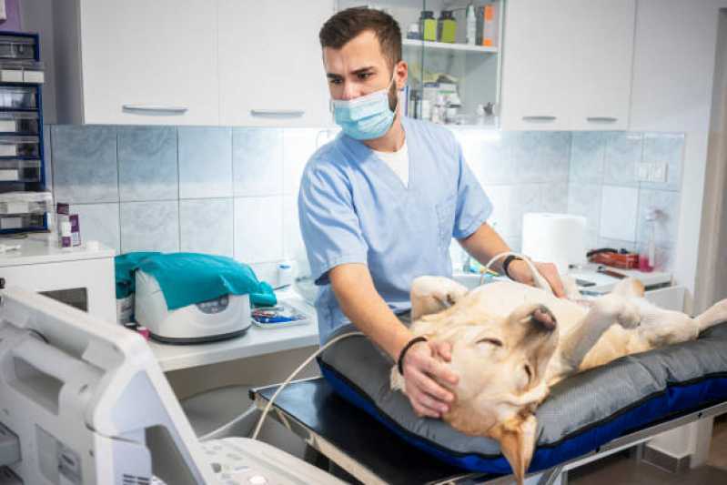 Ultrassom de Tártaro Veterinário Santa Tereza do Oeste - Ultrassom Abdominal para Cachorro