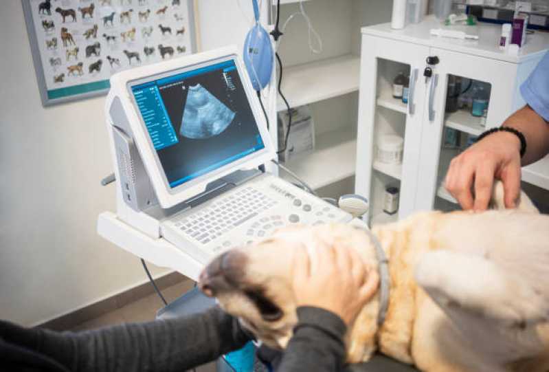 Ultrassom Dentário Veterinário Clínica Centro Industrial Meinolfo H Heiss - Ultrassom Abdominal para Cachorro