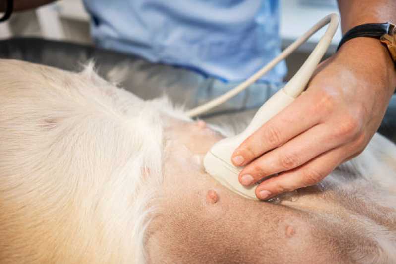 Ultrassom Dentário Veterinário Independência - Ultrassom Abdominal para Cachorro Toledo