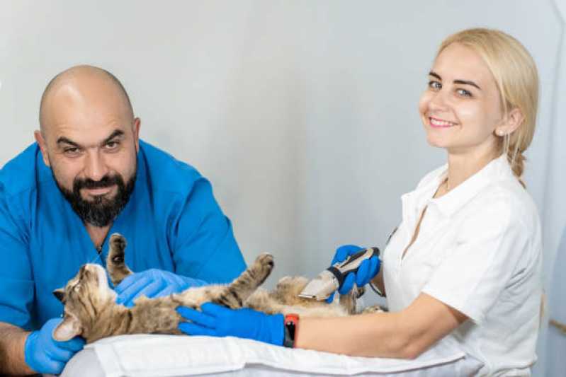 Ultrassom Ocular Veterinário Clínica Capitão Leônidas Marques - Ultrassom para Animais