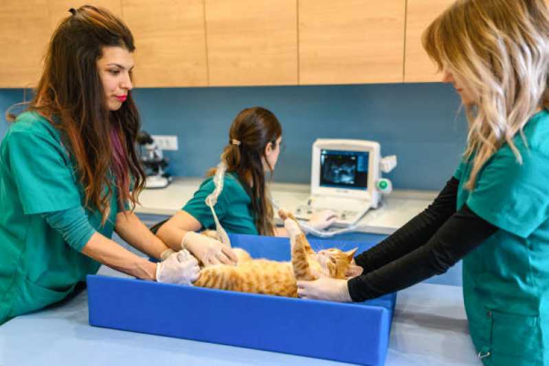 Ultrassom Odontológico Veterinário Universitário - Ultrassom Abdominal para Cachorro Cascavel