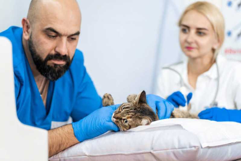 Ultrassom para Animais Vila Operária - Ultrassom Veterinário 24 Horas