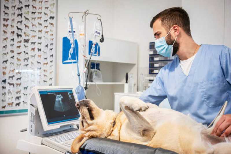 Ultrassom Veterinário 24 Horas Clínica Cascavel Velho - Ultrassom Abdominal para Cachorro Cascavel