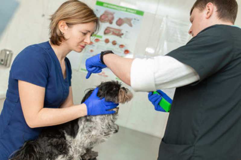 Ultrassom Veterinário Odontológico Clínica Capitão Leônidas Marques - Ultrassom Veterinário para Cães