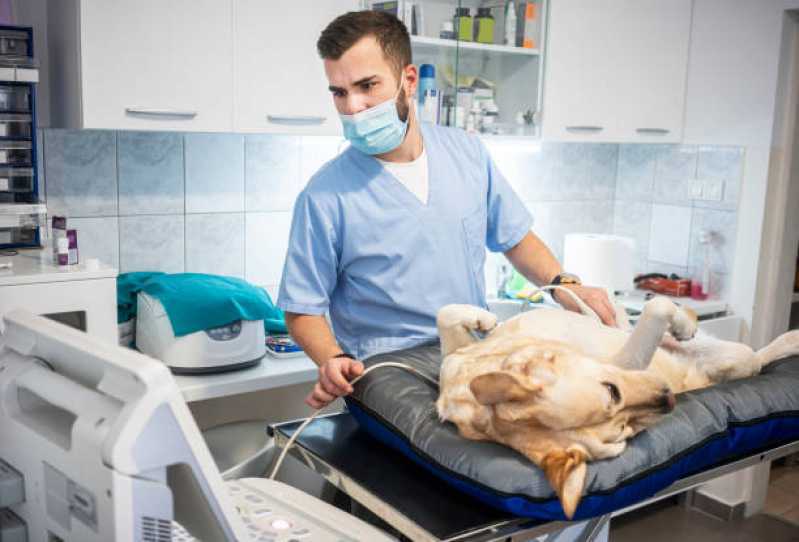 Ultrassom Veterinário para Cães Clínica Neva - Ultrassom Abdominal para Cachorro Toledo