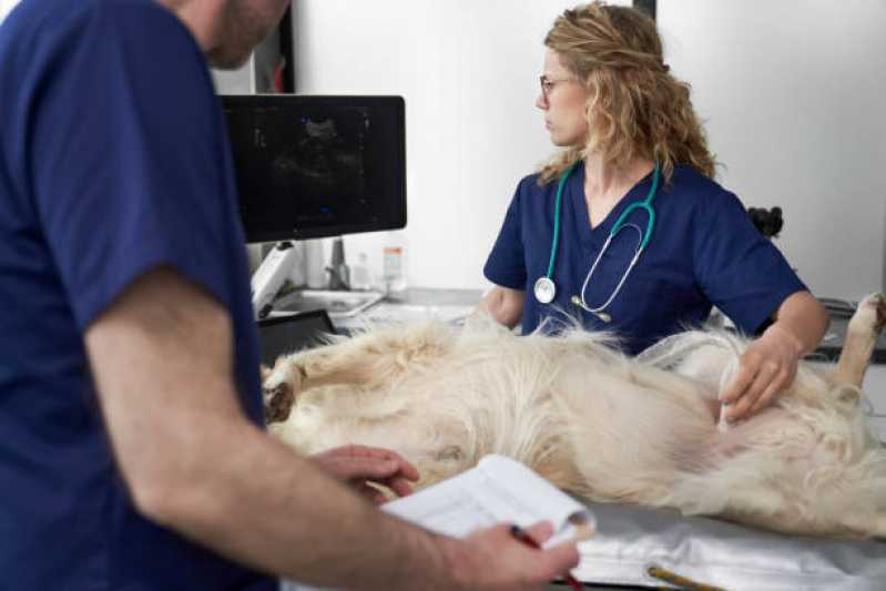 Urologia Cães de Grande Porte Marcar Ibema - Urologia para Cachorro