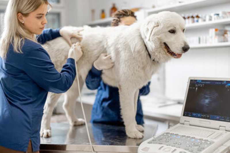 Urologia Cães de Grande Porte Recanto Tropical - Urologia para Cachorro
