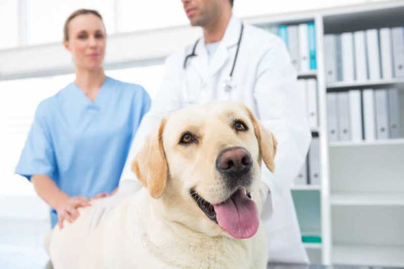 Urologia de Cachorro Novo Sarandi - Urologia Animal