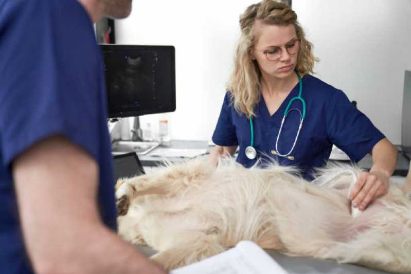 Urologia para Cachorro de Pequeno Porte Marcar Tupãssi - Urologia Animal