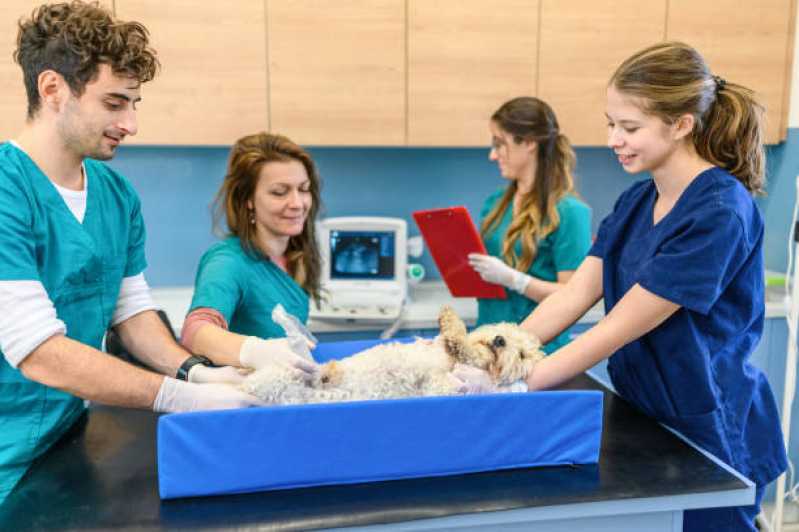 Urologia para Cachorros Marcar Centro de Cascavel - Urologia Cães de Grande Porte