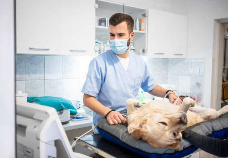 Urologia para Cães Marcar Jardim Anápolis - Urologia Animal