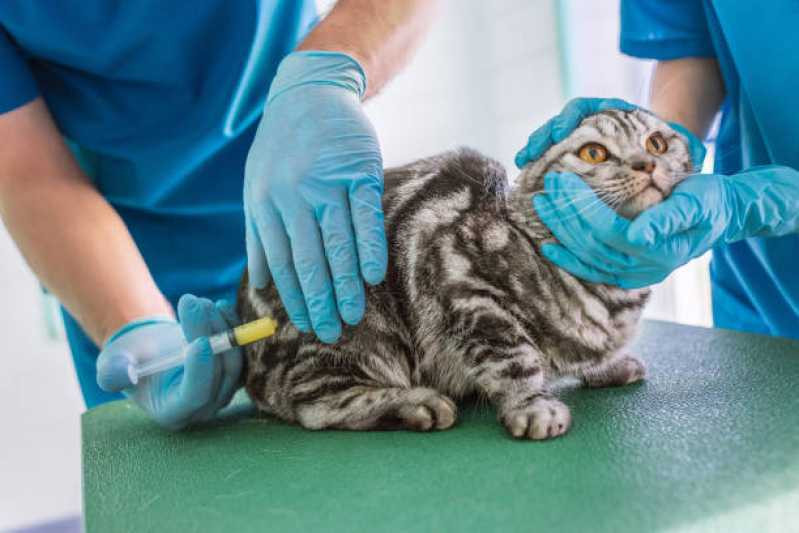 Vacina Antirrábica para Gato Agendar Santa Tereza do Oeste - Vacina Fiv Felv
