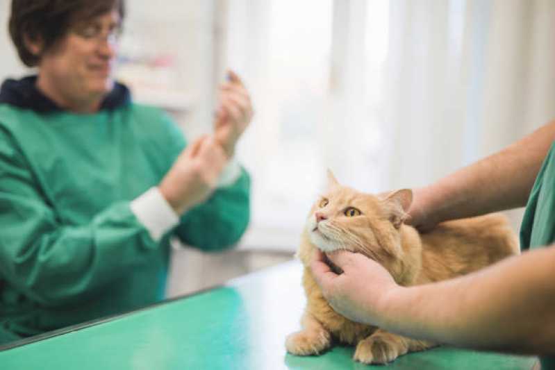Vacina Antirrábica para Gato Ubiratã - Vacina Antirrábica Animal