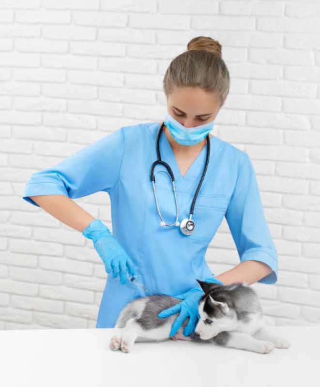 Vacina contra Raiva Gato Marcar Universitário - Vacina contra Raiva para Cachorro