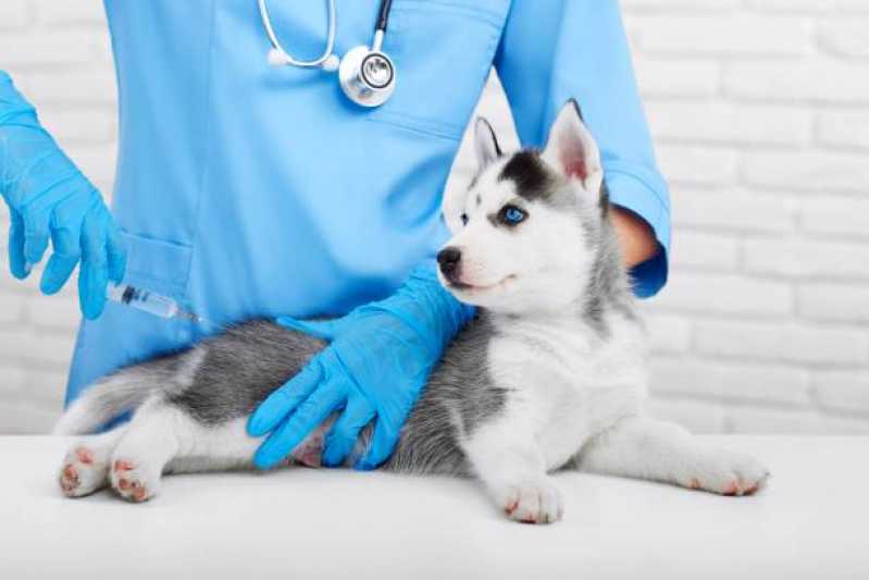 Vacina contra Raiva Gato Vila Industrial - Vacina Antirrábica Animal