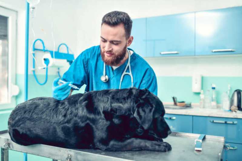 Vacina contra Raiva para Cachorro Agendar Pinheirinho - Vacina Antirrábica Animal