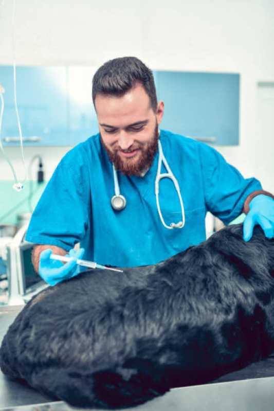 Vacina contra Raiva para Cachorro Nova Santa Rosa - Vacina Antirrábica Animal