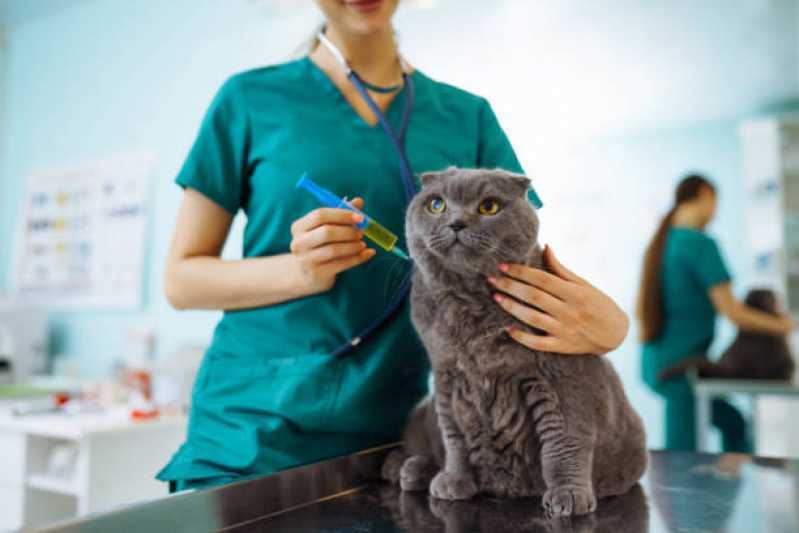 Vacina Fiv Felv Agendar Jardim La Salle - Vacina de Raiva para Gatos