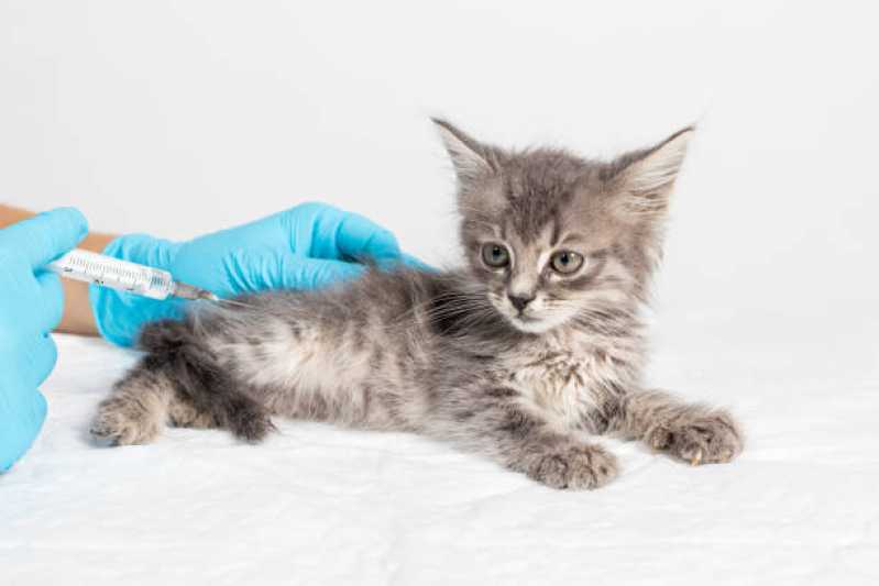 Vacina para Filhote de Gato Agendar Interlagos - Vacina Antirrábica Animal