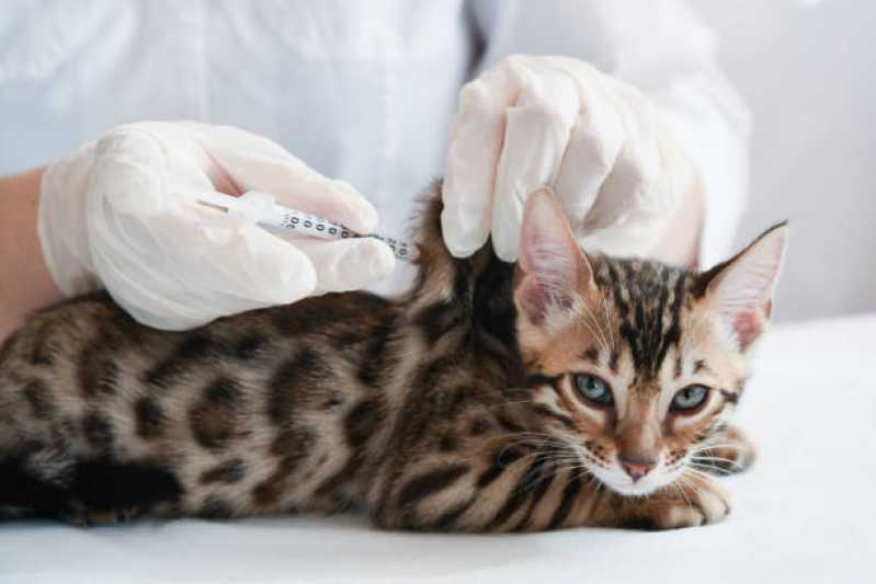 Vacina para Filhote de Gato Jardim Recanto - Vacina contra Raiva para Cachorro Toledo