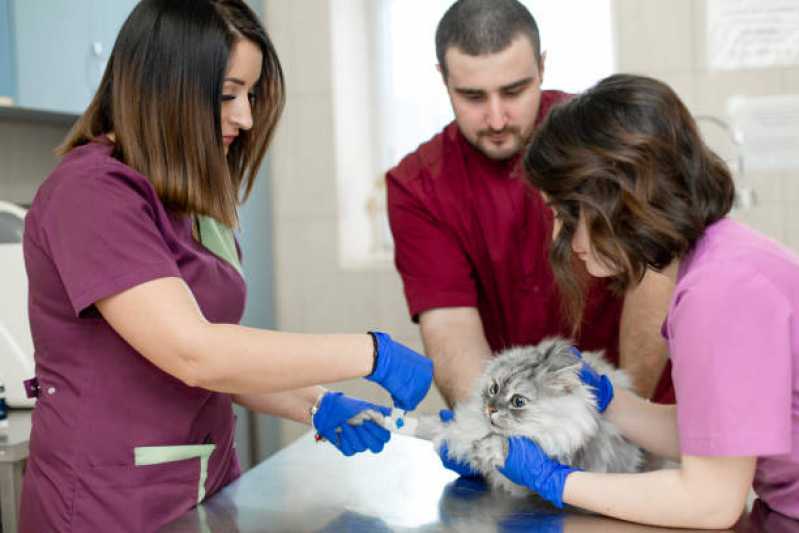 Vacina para Gato V4 Cafelândia - Vacina de Raiva para Gatos